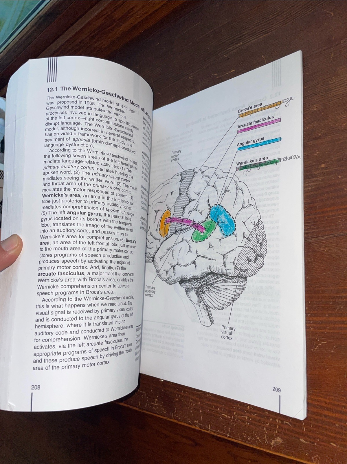 The Anatomy Of The Human Brain, Second Edition