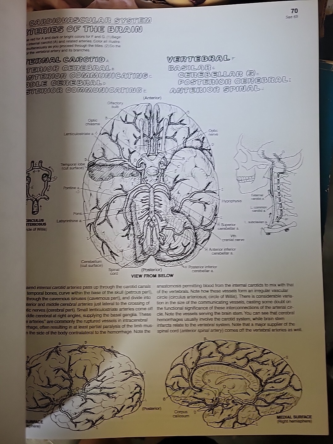The Anatomy : Coloring Book by Lawrence M. Elson and Wynn Kapit (1997, Trade…