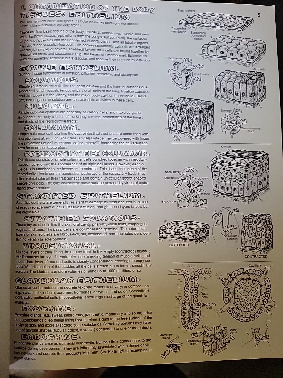 The Anatomy : Coloring Book by Lawrence M. Elson and Wynn Kapit (1997, Trade…