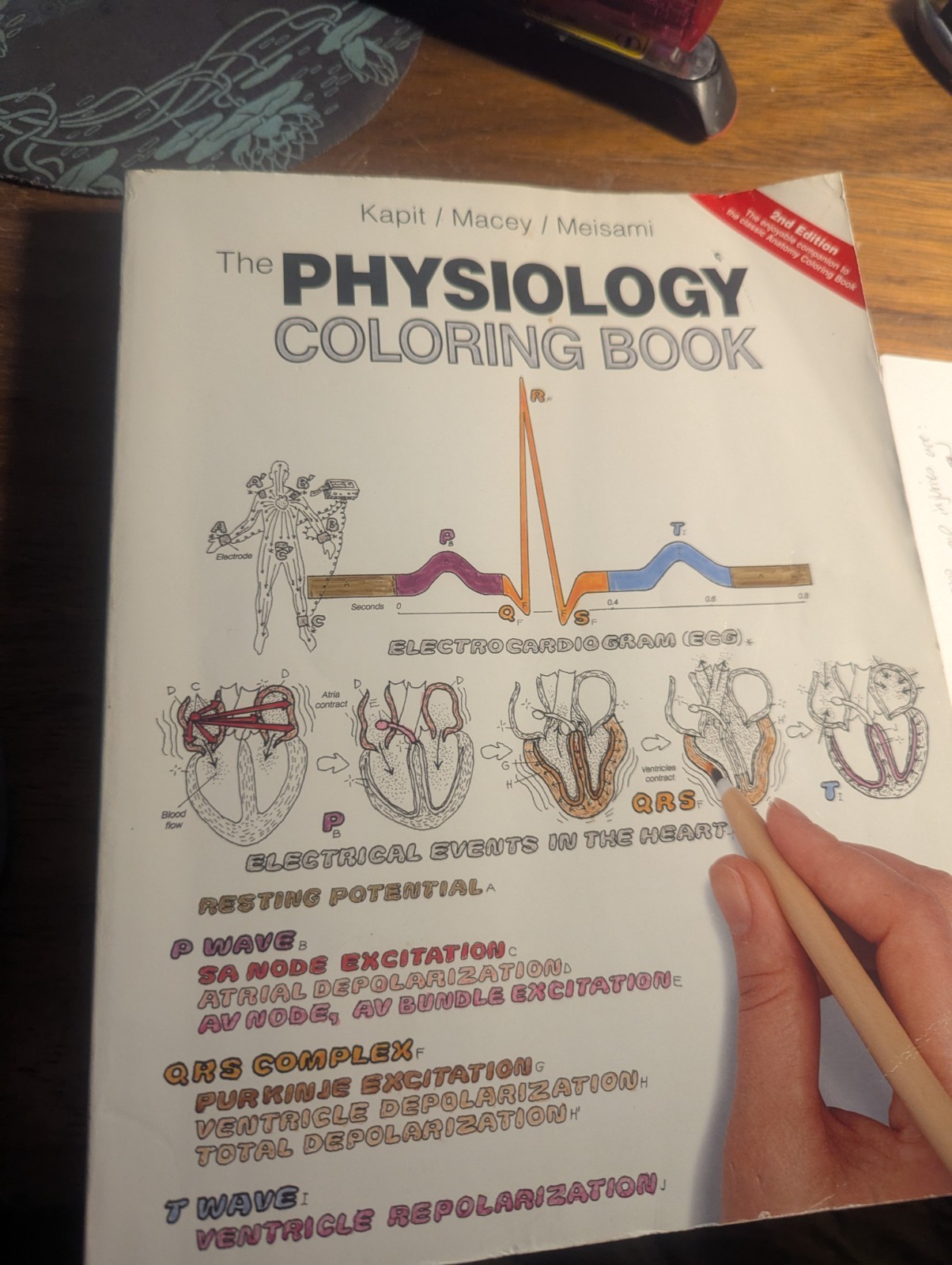 Physiology Coloring Book, The