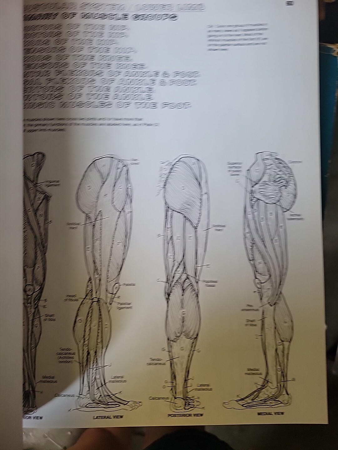 The Anatomy : Coloring Book by Lawrence M. Elson and Wynn Kapit (1997, Trade…