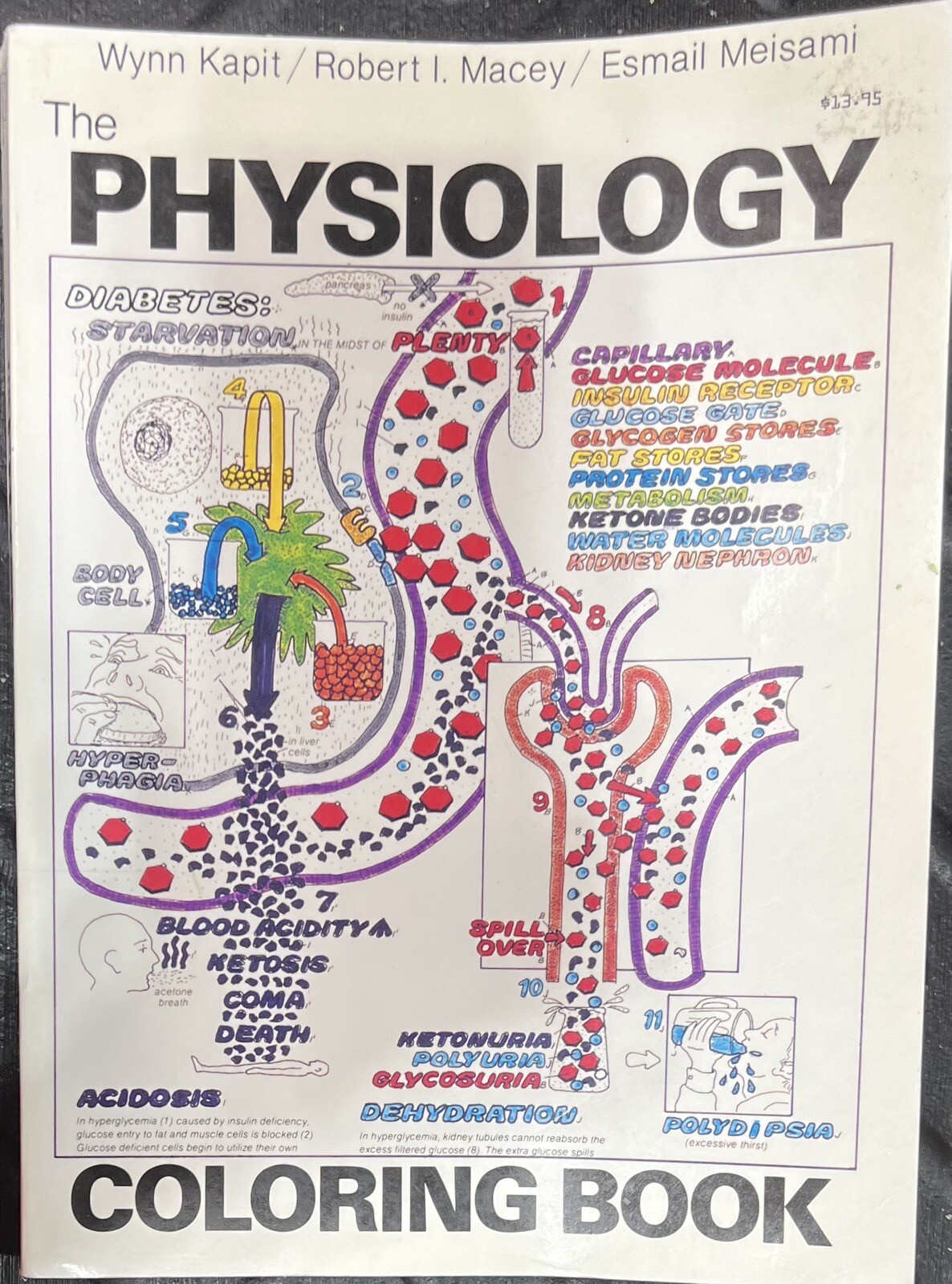 Physiology Coloring Book by Robert I. Macey, Wynn Kapit and Keith J. Karren…