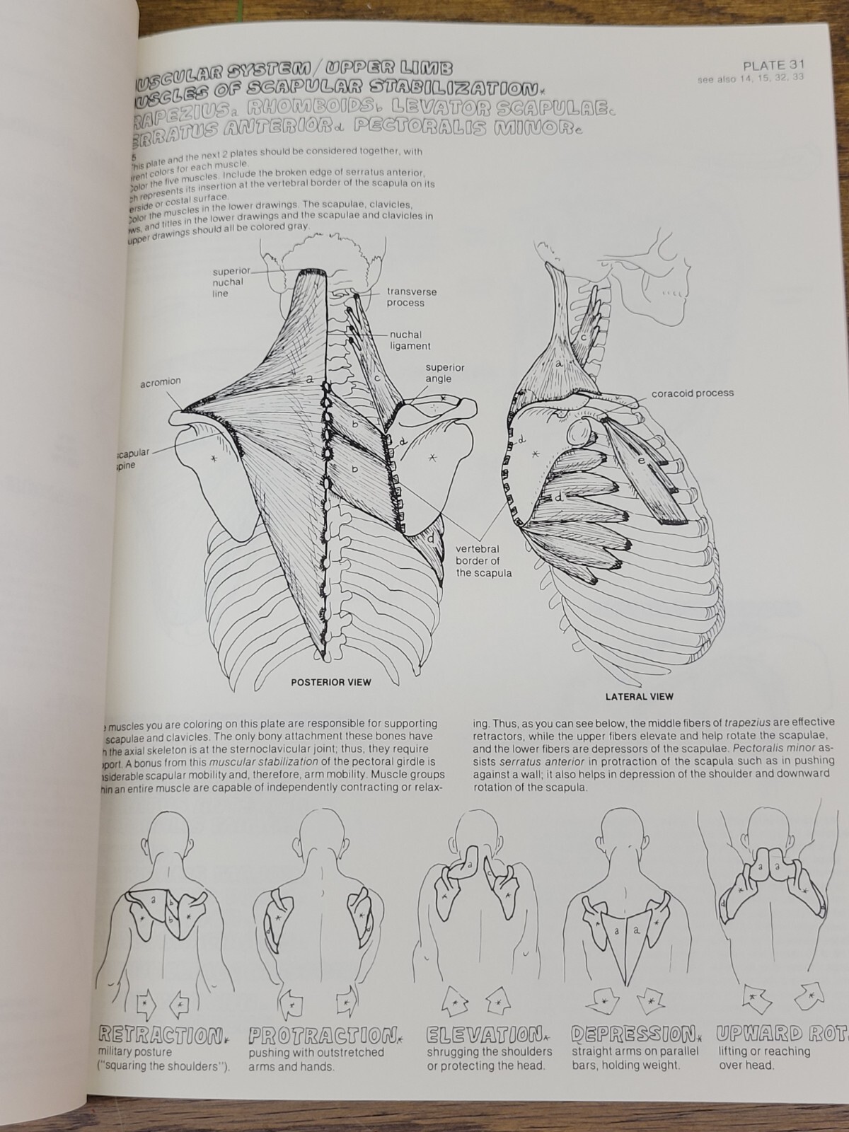 The Anatomy Coloring Book by Lawrence M. Elson and Wynn Kapit (Trade Paperback)